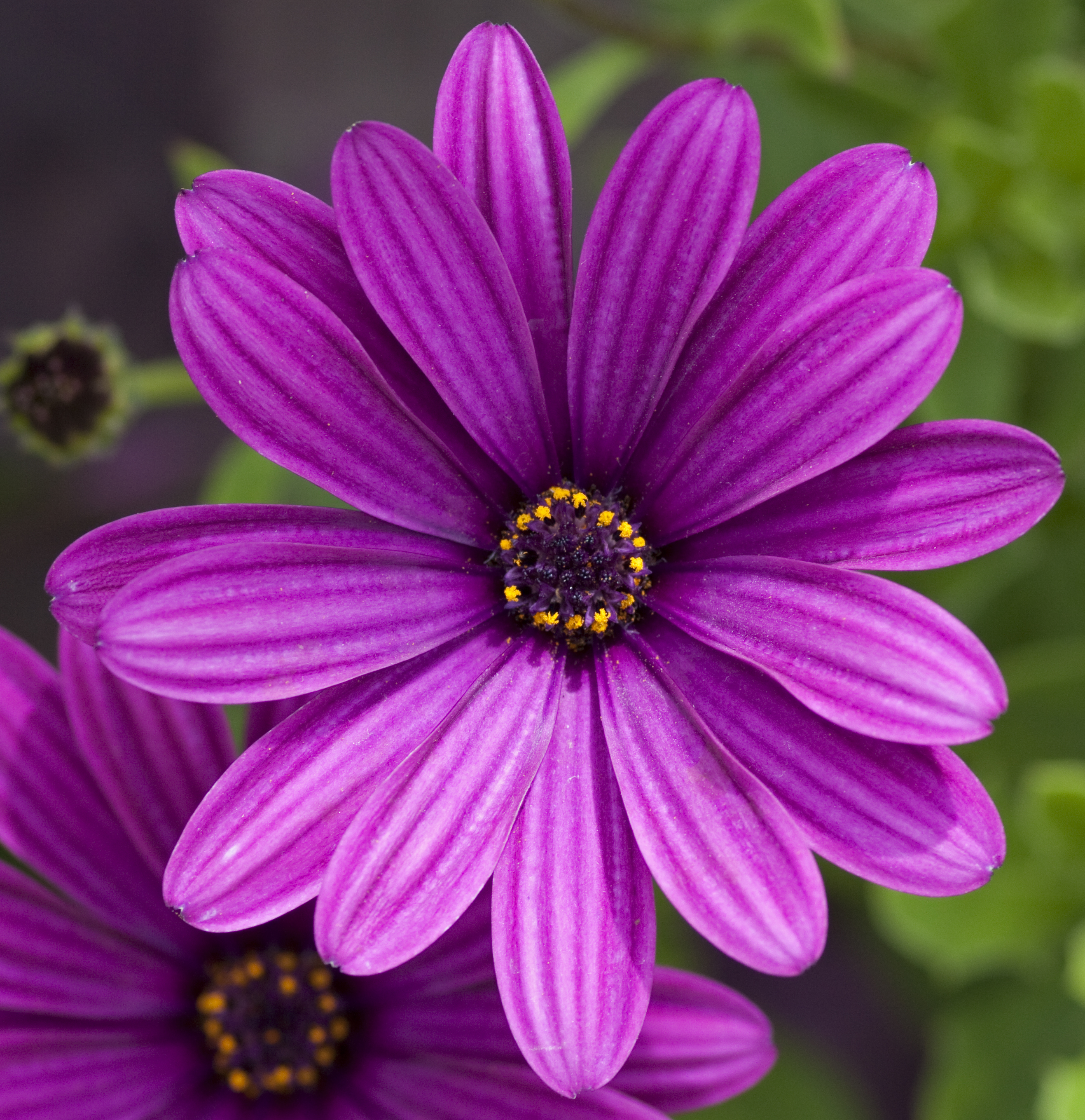 A Purple FLower